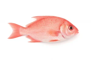 魚