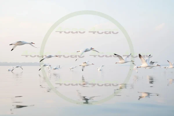 写真素材集　素材ID:4cP004198