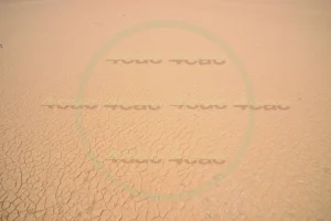 4cP006645