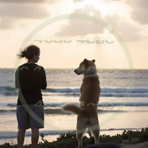 4cP002401AI生成素材