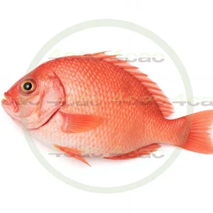 4cP003278AI生成素材