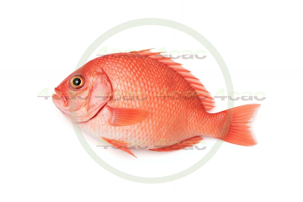 4cP003278AI生成素材