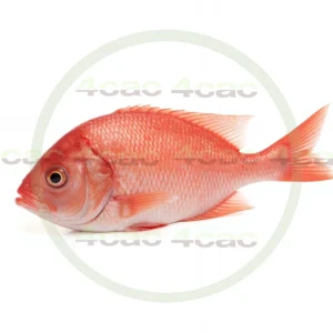 4cP003279AI生成素材