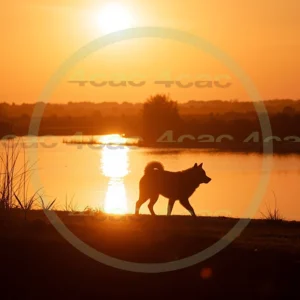 4cP003730AI生成素材