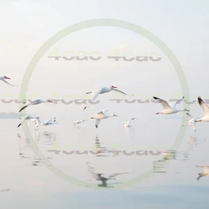 4cP004198AI生成素材