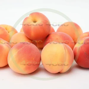 4cP005203AI生成素材