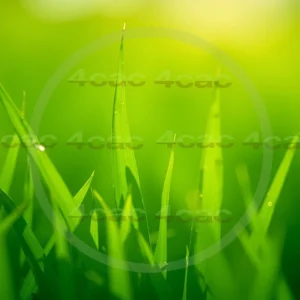 4cP007775AI生成素材