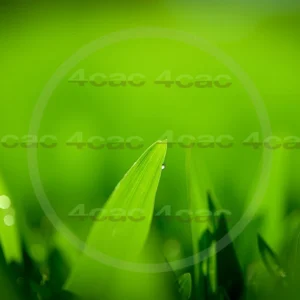 4cP007776AI生成素材