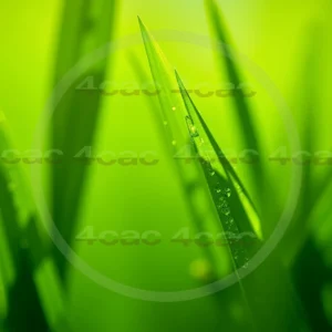 4cP007778AI生成素材