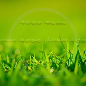 4cP007834AI生成素材