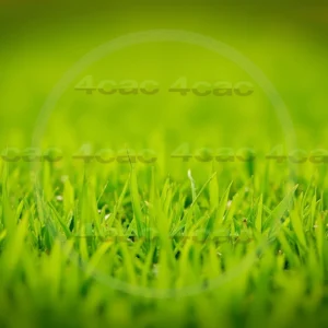 4cP007837AI生成素材