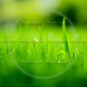 4cP007847AI生成素材