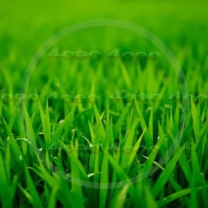 4cP007848AI生成素材