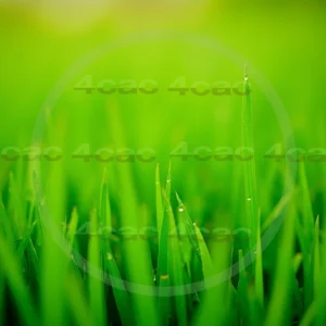 4cP007849AI生成素材