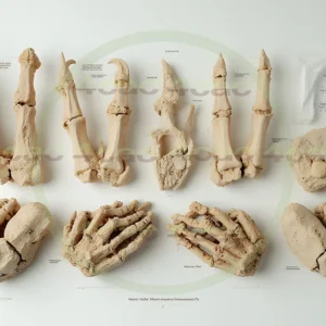 4cP009649AI生成素材