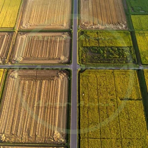 4cP010695AI生成素材