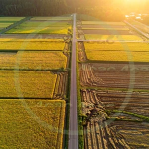 4cP010699AI生成素材