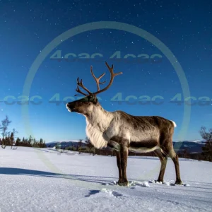 4cP010812AI生成素材