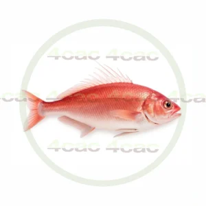 4cP011750AI生成素材