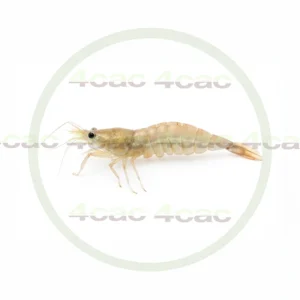 4cP011777AI生成素材