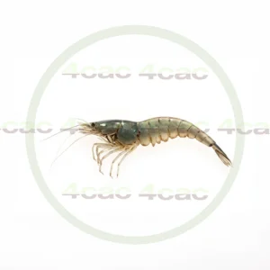 4cP011778AI生成素材