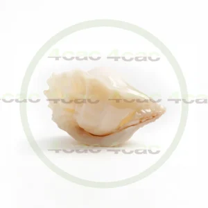 4cP011799AI生成素材