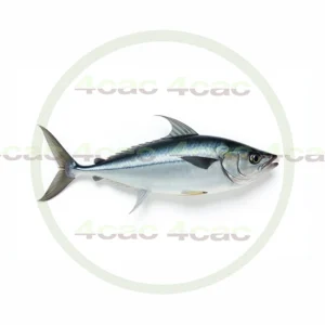 4cP011802AI生成素材