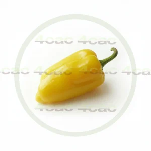 4cP011911AI生成素材