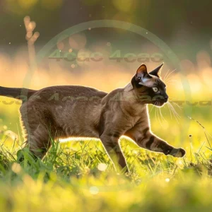 4cP012416AI生成素材