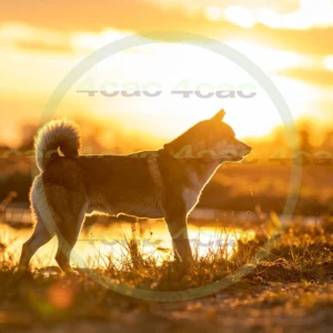 4cP012440AI生成素材