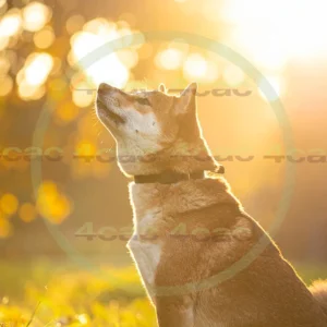 4cP012443AI生成素材