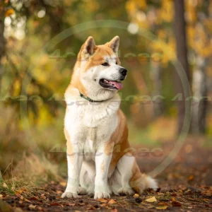 4cP012470AI生成素材