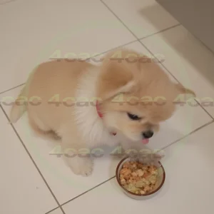 4cP012481AI生成素材