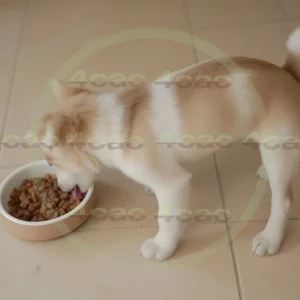 4cP012482AI生成素材