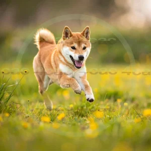 4cP012488AI生成素材