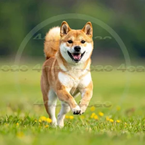 4cP012489AI生成素材