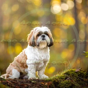 4cP012552AI生成素材