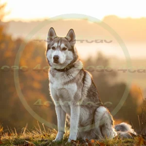 4cP012554AI生成素材