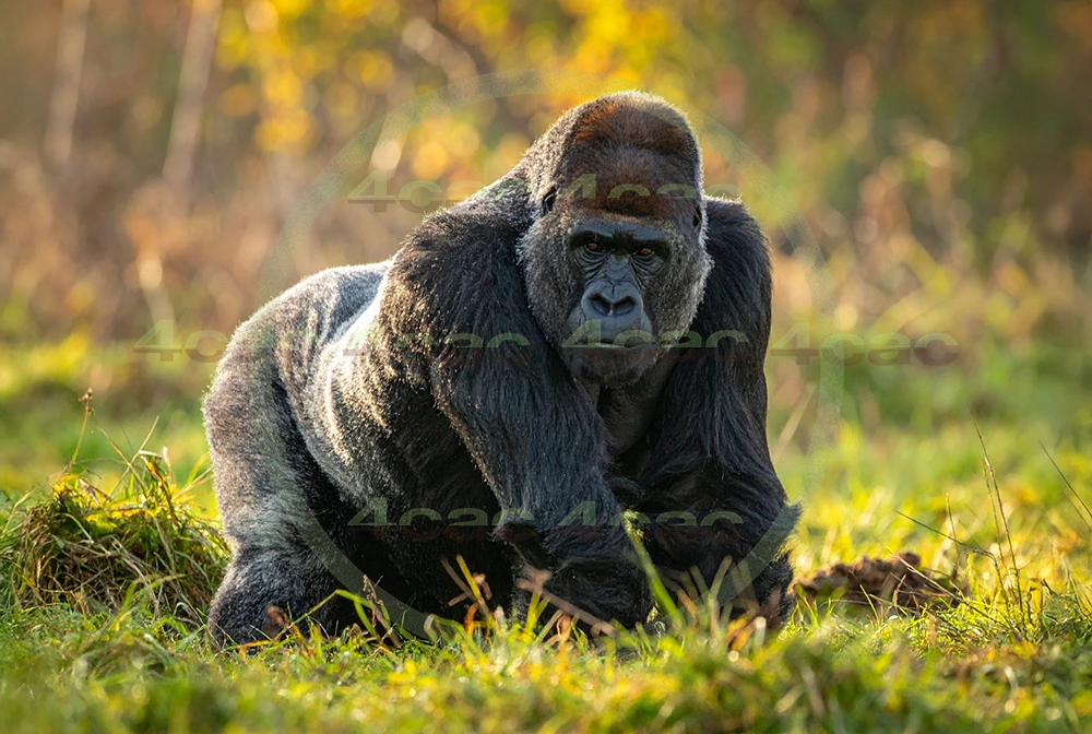 4cP012604AI生成素材