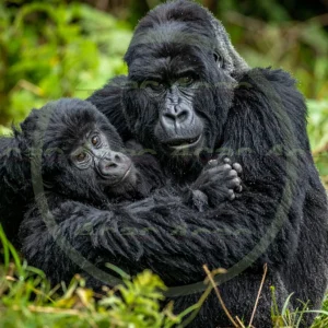 4cP012606AI生成素材