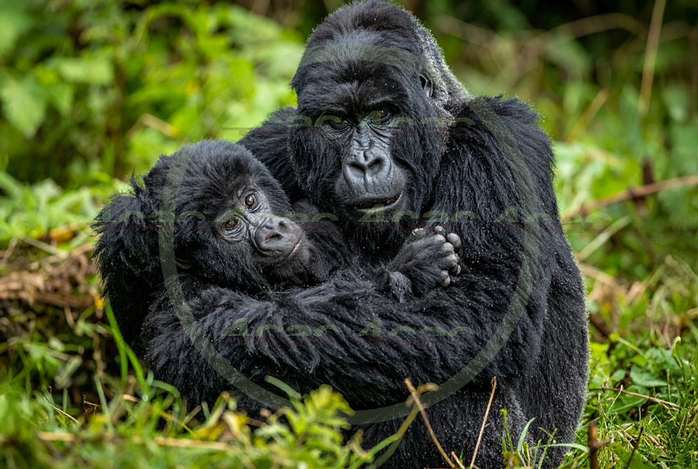 4cP012606AI生成素材