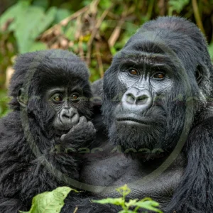 4cP012608AI生成素材