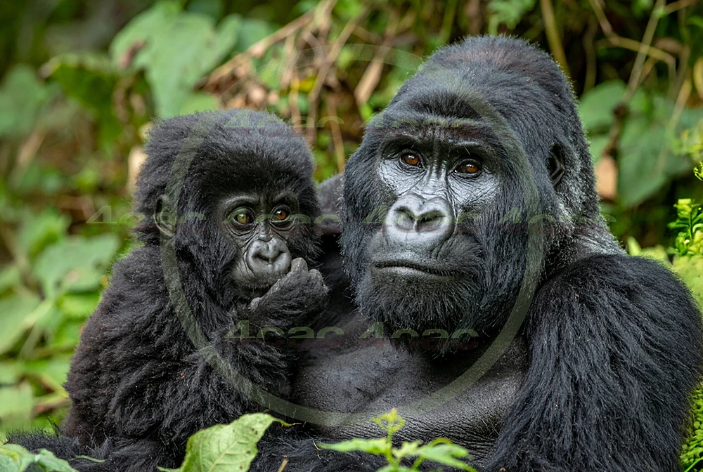 4cP012608AI生成素材