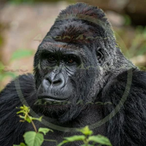 4cP012609AI生成素材