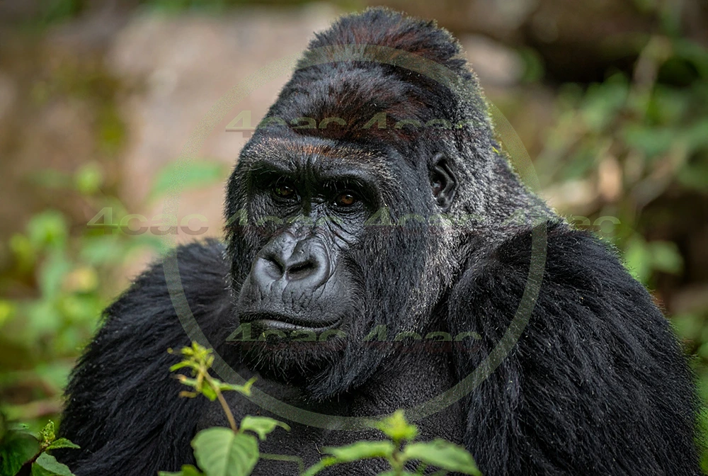 4cP012609AI生成素材