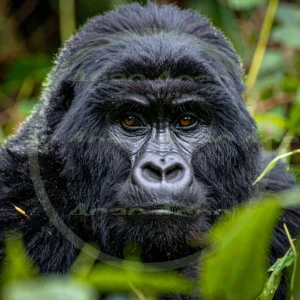 4cP012610AI生成素材