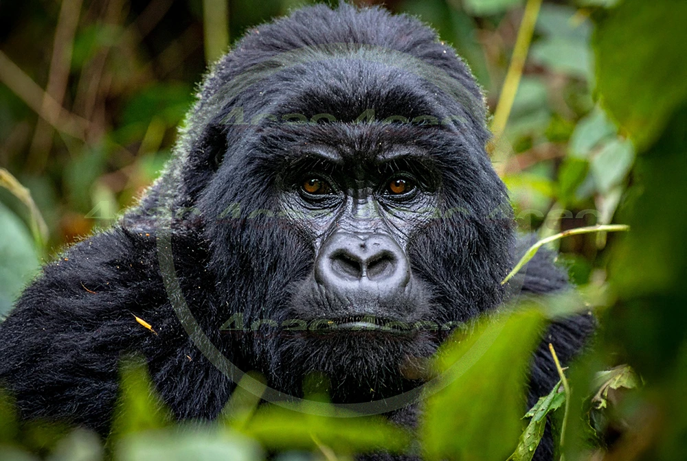 4cP012610AI生成素材