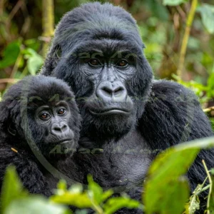 4cP012611AI生成素材