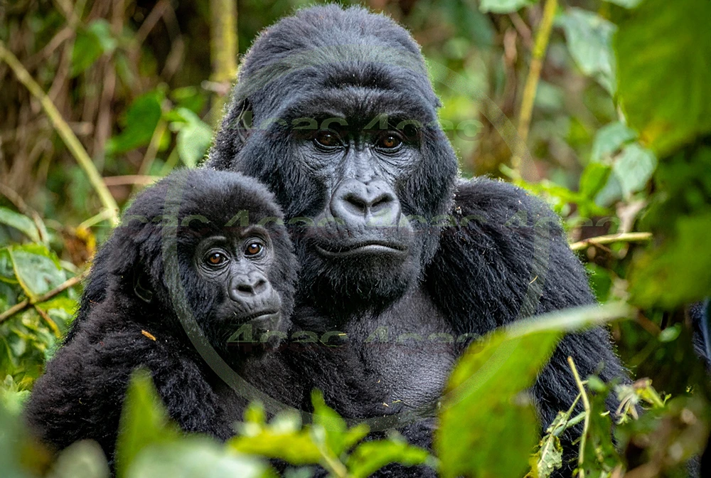 4cP012611AI生成素材