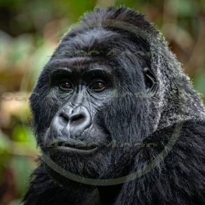 4cP012612AI生成素材